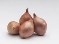 Лук севок Сеншу Елоу (ранний ОЗИМЫЙ)