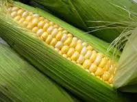 Семена кукурузы зарубежной селекции